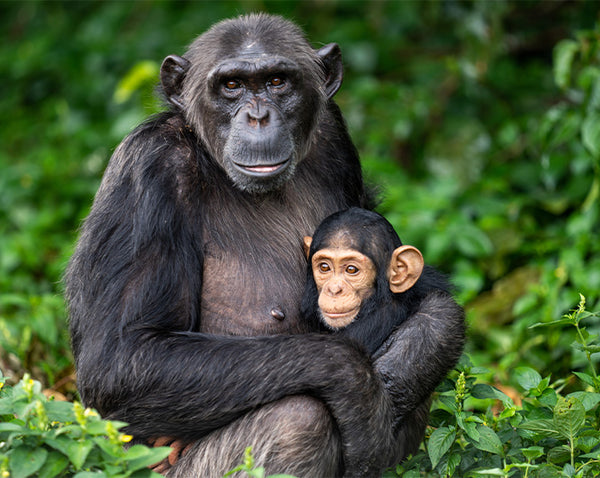 Der Schutz von wilden Schimpansen in Zusammenarbeit mit dem Jane Goodall Institute Austria